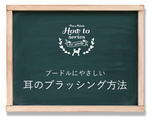 プードルにやさしい　耳のブラッシング方法