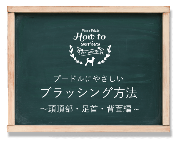 プードルにやさしいブラッシング方法（頭頂部、足首、背線編）